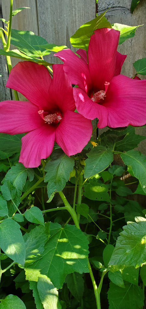 Hibiscus Flower Essence - Blue Morpho