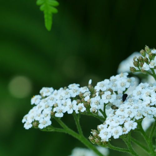 White Yarrow Flower Essence - Blue Morpho