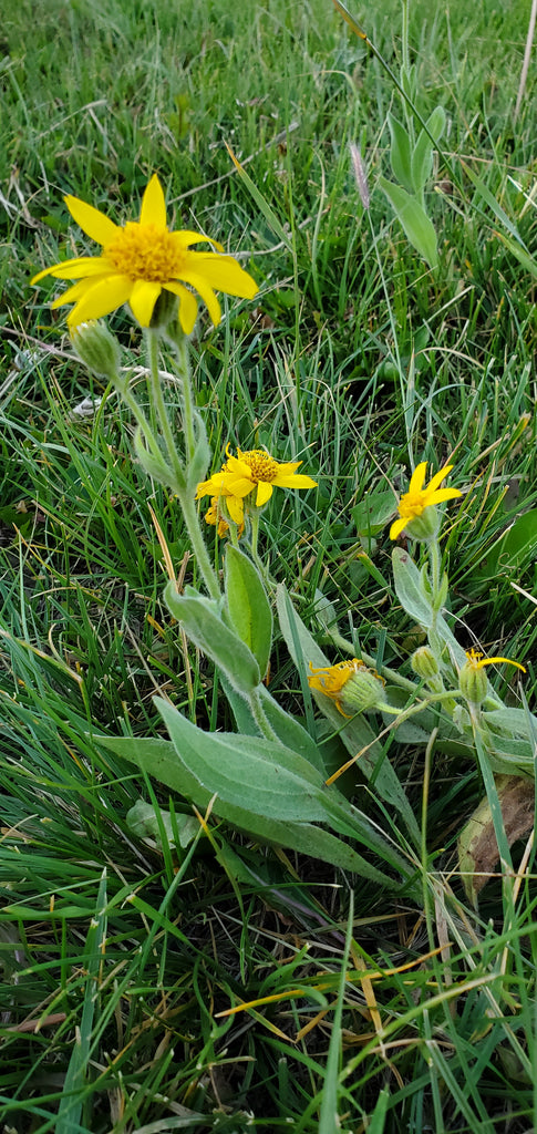 Arnica Montana Flower Essence - Blue Morpho