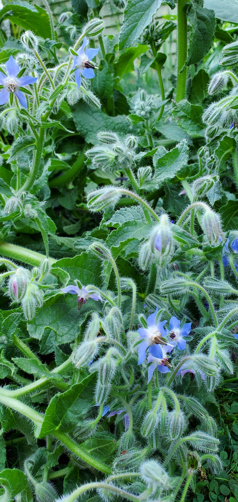 Borage Flower Essence - Blue Morpho