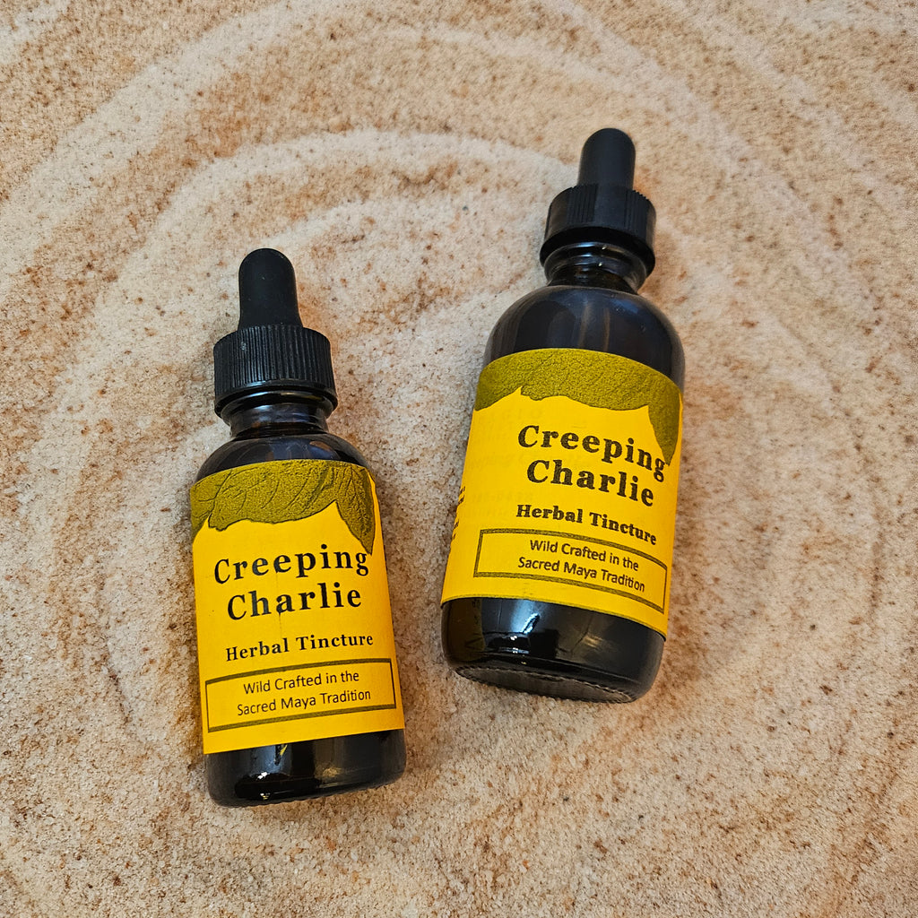 Creeping Charlie Herbal Tincture