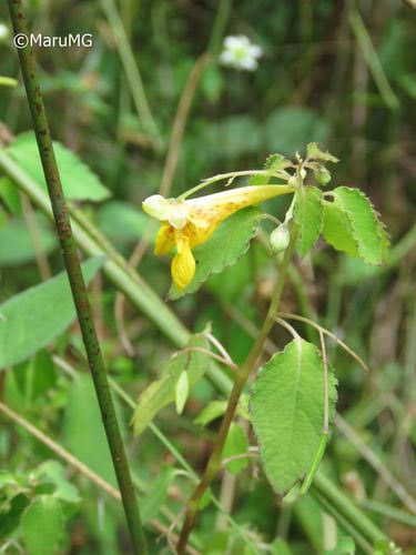 Mexican Balsam Topical Spray