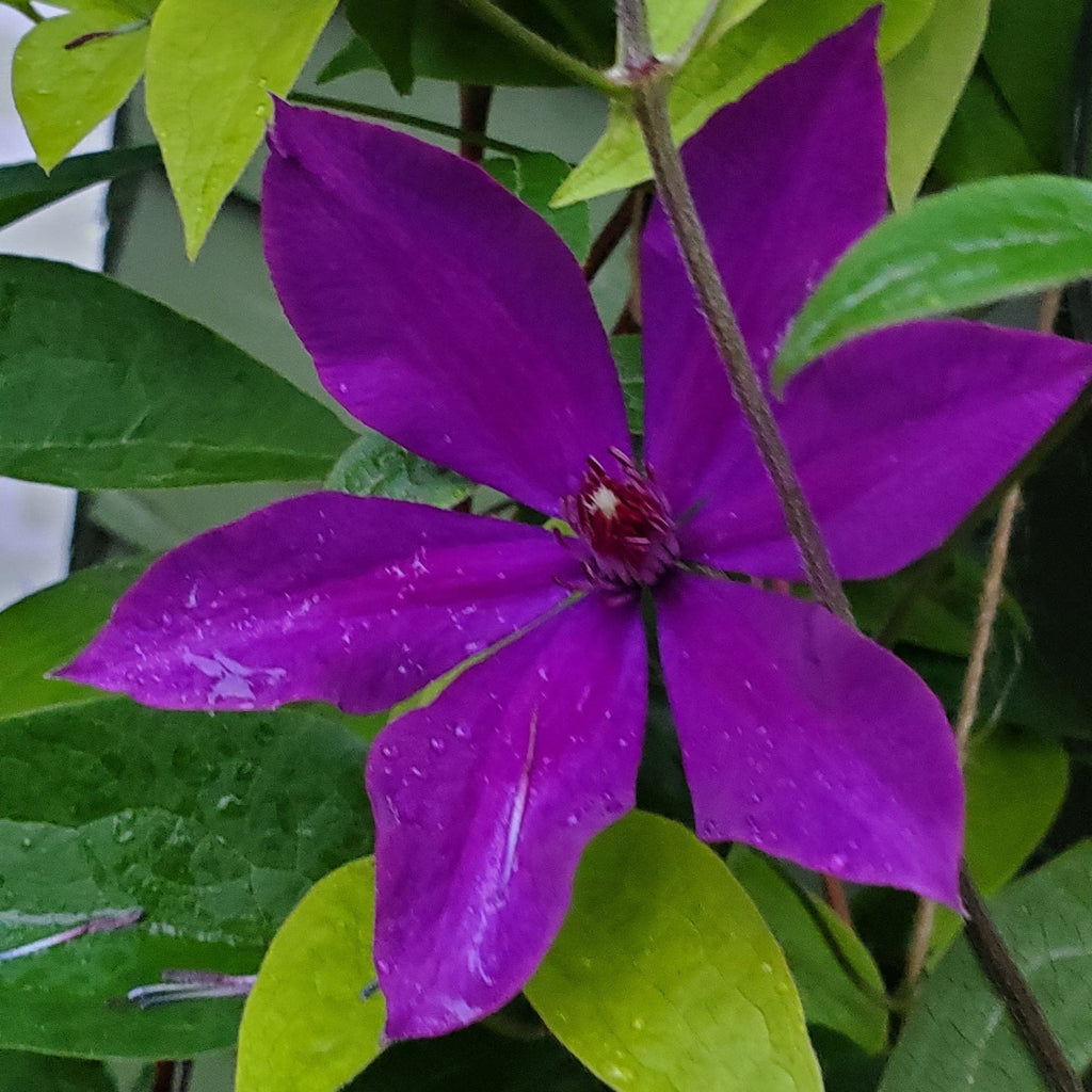 Purple Clematis Flower Essence - Blue Morpho