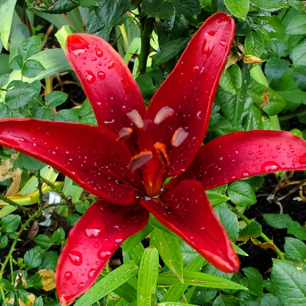 Red & Black Asian Lily Flower Essence - Blue Morpho